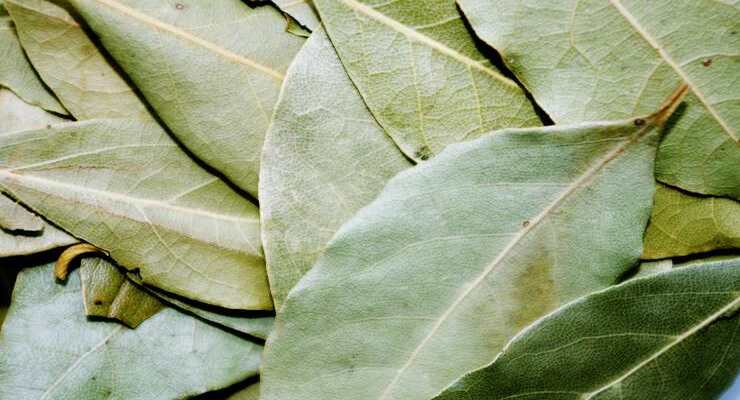 Feuille de laurier séchée posée sur une surface naturelle