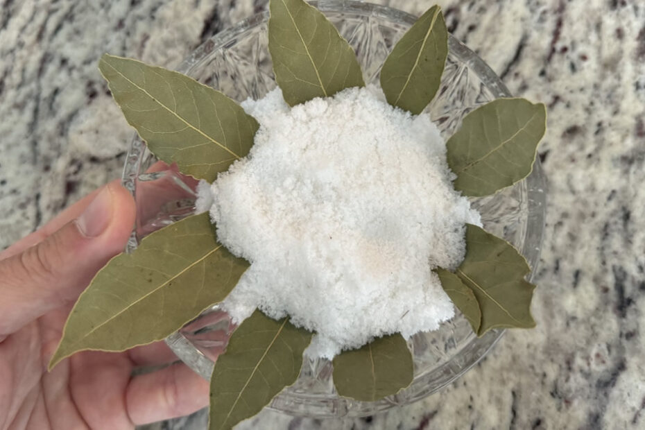 Feuilles de laurier fraîches et sel dans un bol en céramique