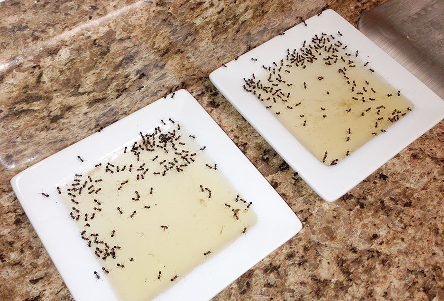 Votre maison abrite-t-elle un secret ? Ce que révèle vraiment l’apparition soudaine de fourmis chez vous