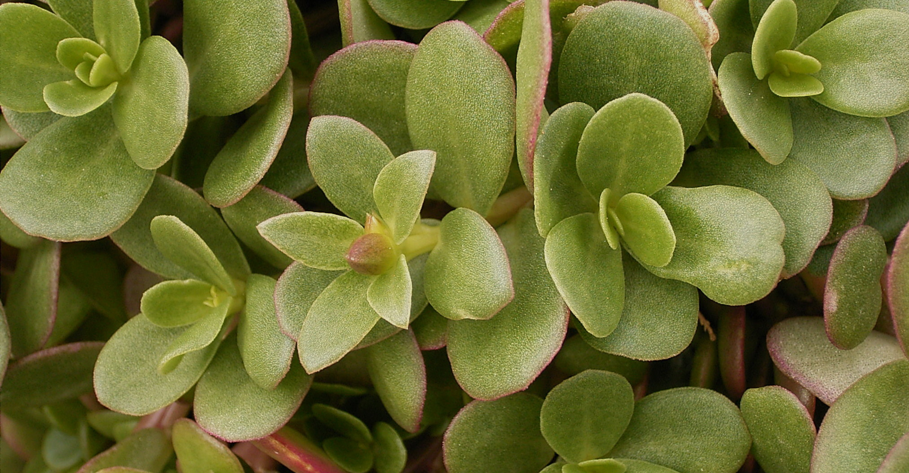 Plante de pourpier en gros plan montrant ses feuilles charnues