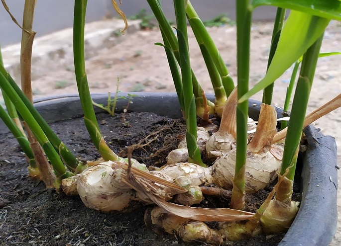 Een gemberplant in een pot voorzichtig water geven