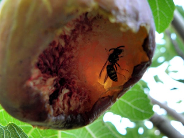 Figue mûre sur l'arbre avec une guêpe à proximité