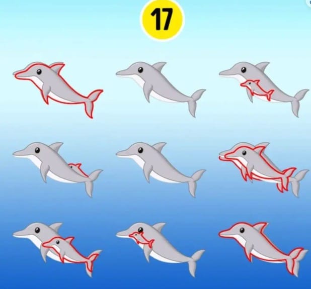 Image annotée révélant l'emplacement des 17 dauphins cachés