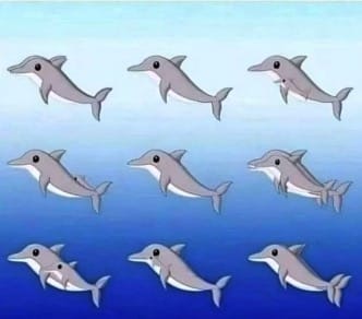 Illusion d'optique avec des dauphins cachés