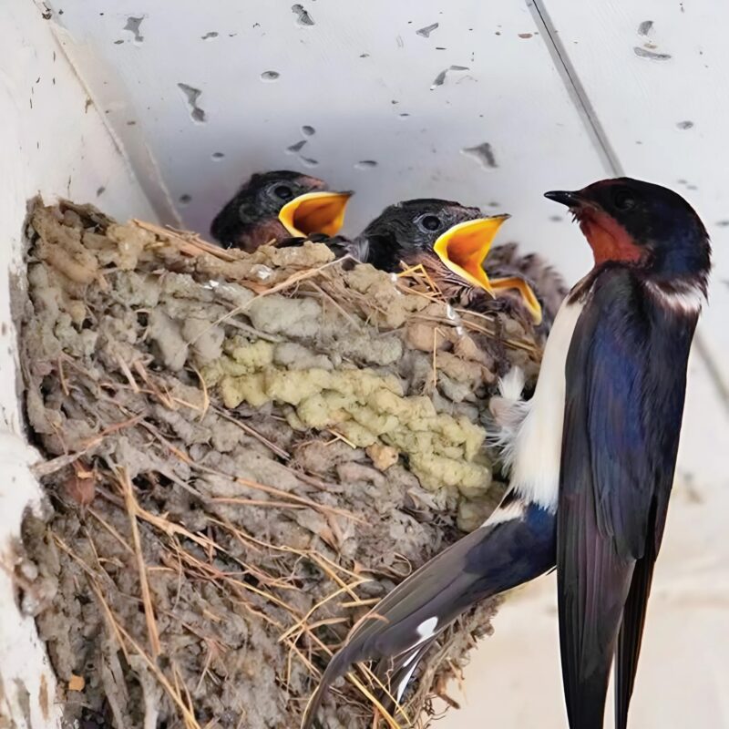 Hirondelle en vol près de son nid