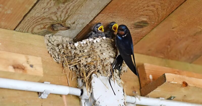 Représentation d'hirondelles dans l'art chrétien