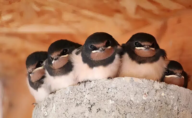 Hirondelle se posant sur une fenêtre