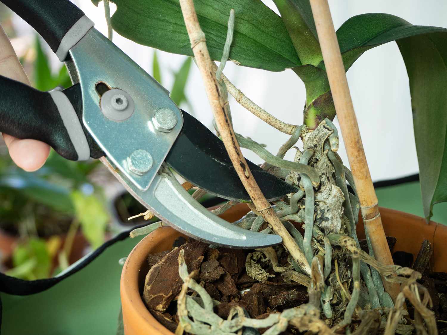 Ce geste simple peut redonner vie à votre orchidée fanée : ne la jetez plus !