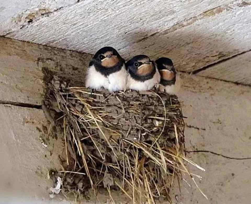 Nid d'hirondelle soigneusement construit sous un toit