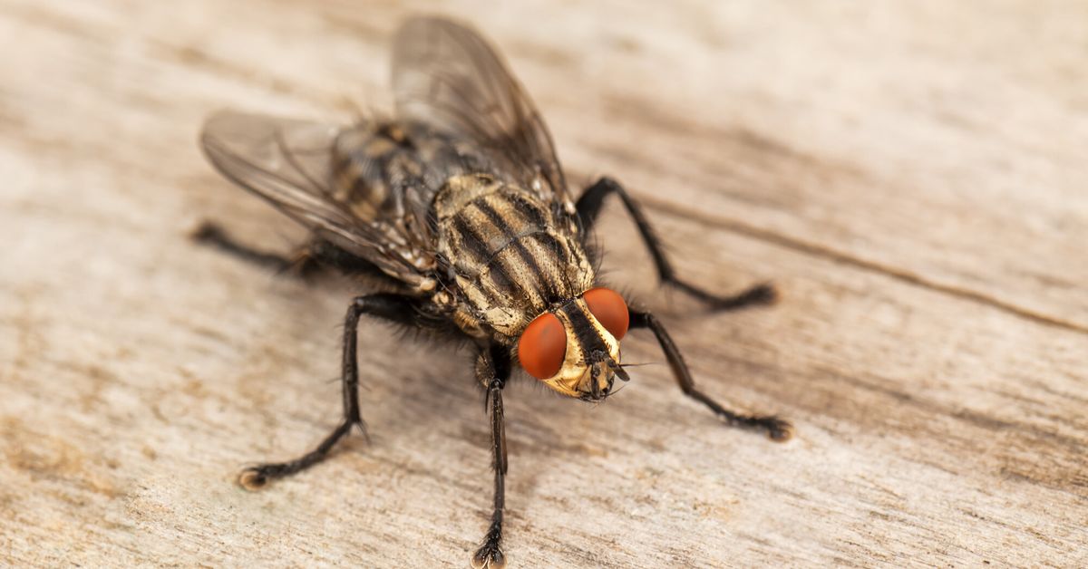 Gros plan sur une mouche, mettant en évidence ses yeux et ses ailes