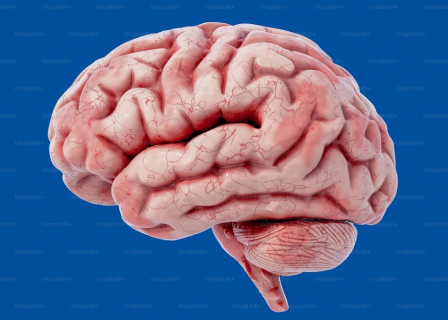 Représentation artistique d'un cerveau et de connexions neuronales