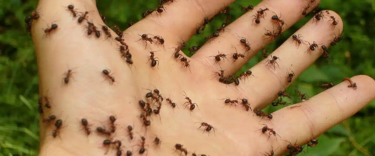 Fourmis potentiellement nuisibles
