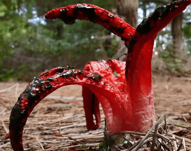 Œuf blanc du champignon avant son éclosion et déploiement