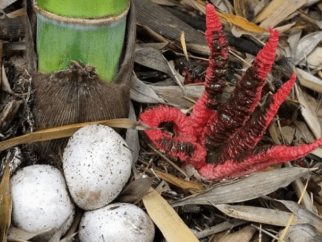 Champignon Anthurus archeri, dit 'doigts du diable', en gros plan
