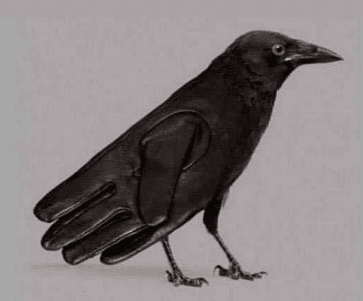 Illustration d'un corbeau perché