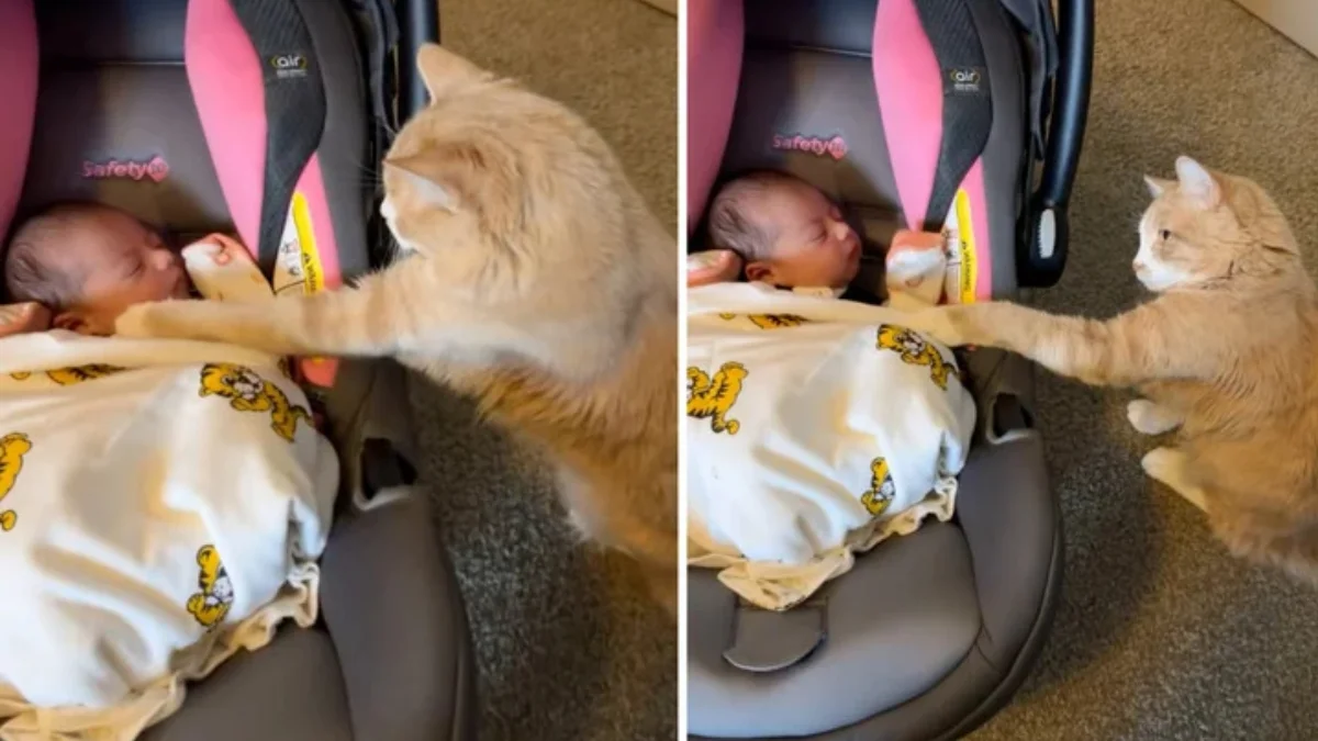 Un chaton s'approche délicatement d'un bébé installé dans un transat