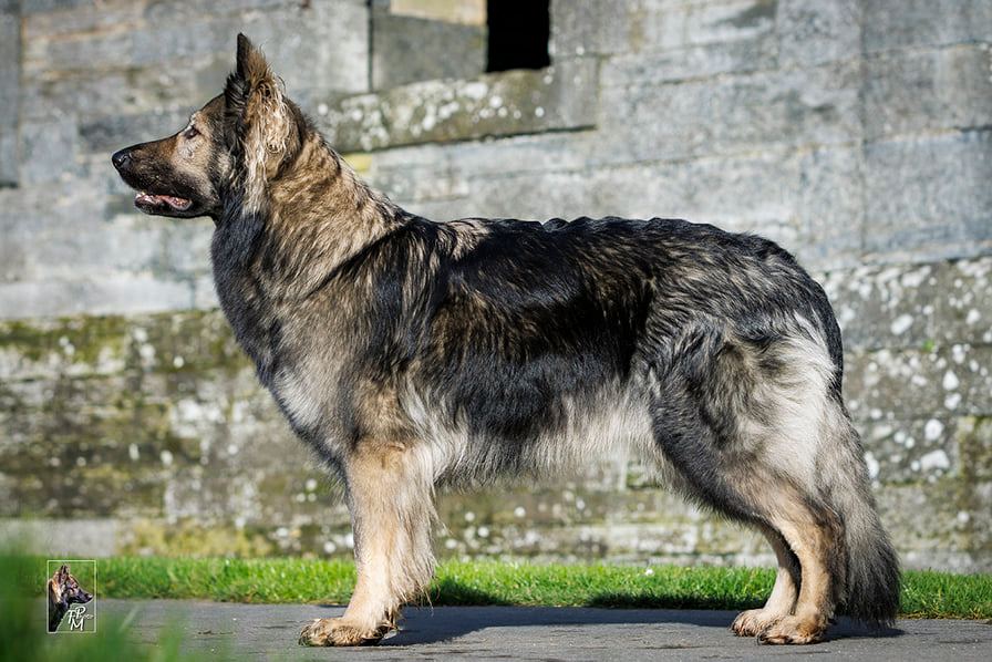 Naya allongée, paisible, sur le cercueil en bois