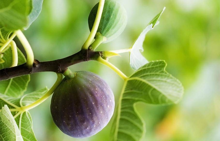 Détail d'une feuille de figuier avec une goutte de sève laiteuse