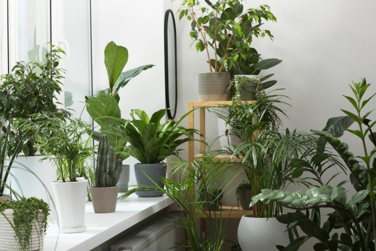 Intérieur moderne avec de nombreuses plantes vertes créant une ambiance apaisante