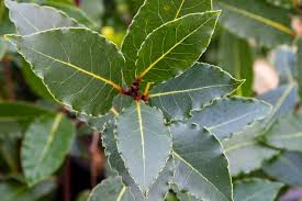 Feuilles de laurier fraîches