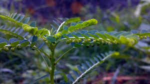 Préparations à base de Phyllanthus niruri