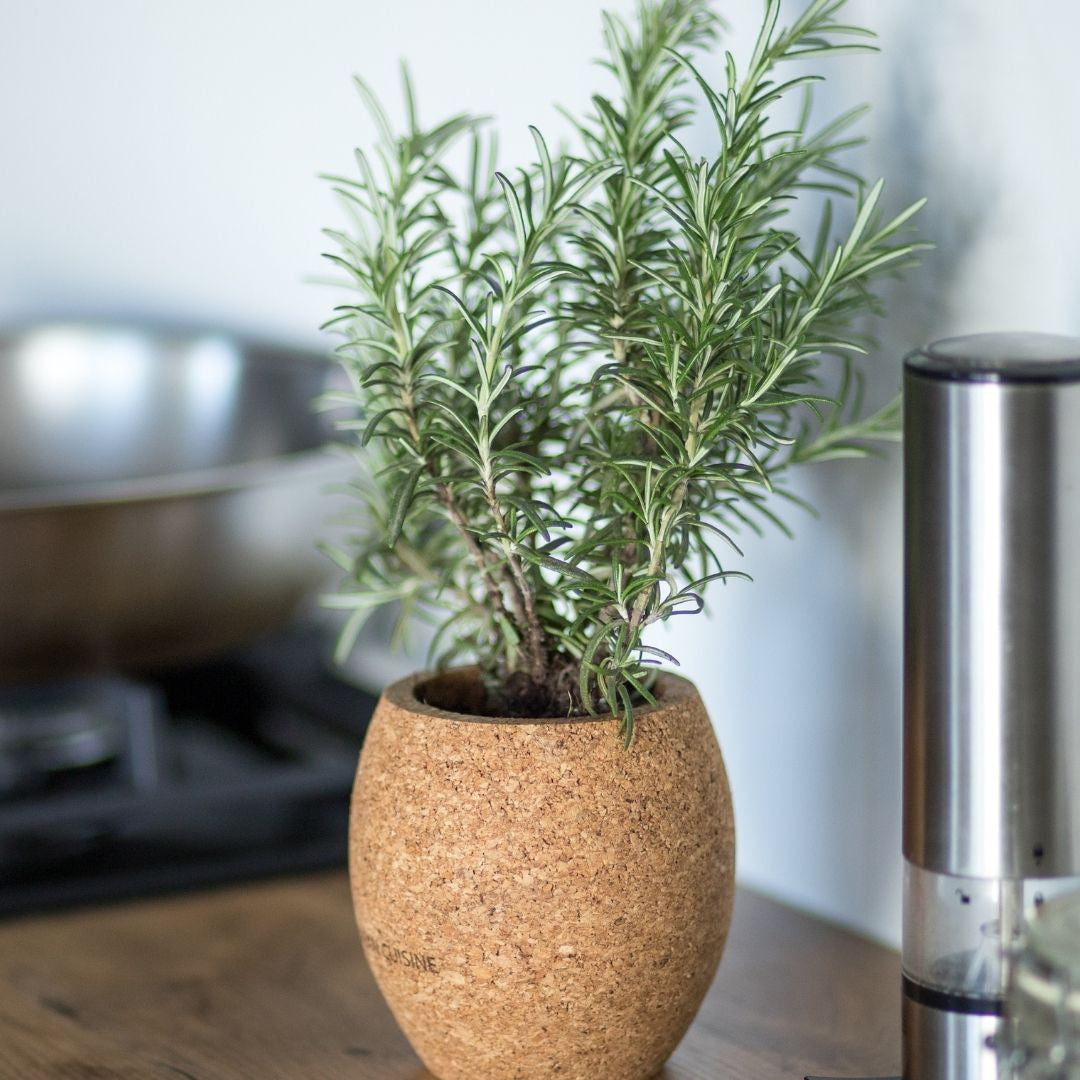 Choix entre différents pots en terre cuite pour plantes aromatiques