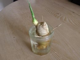 Vase en verre avec des billes décoratives et un rhizome de gingembre