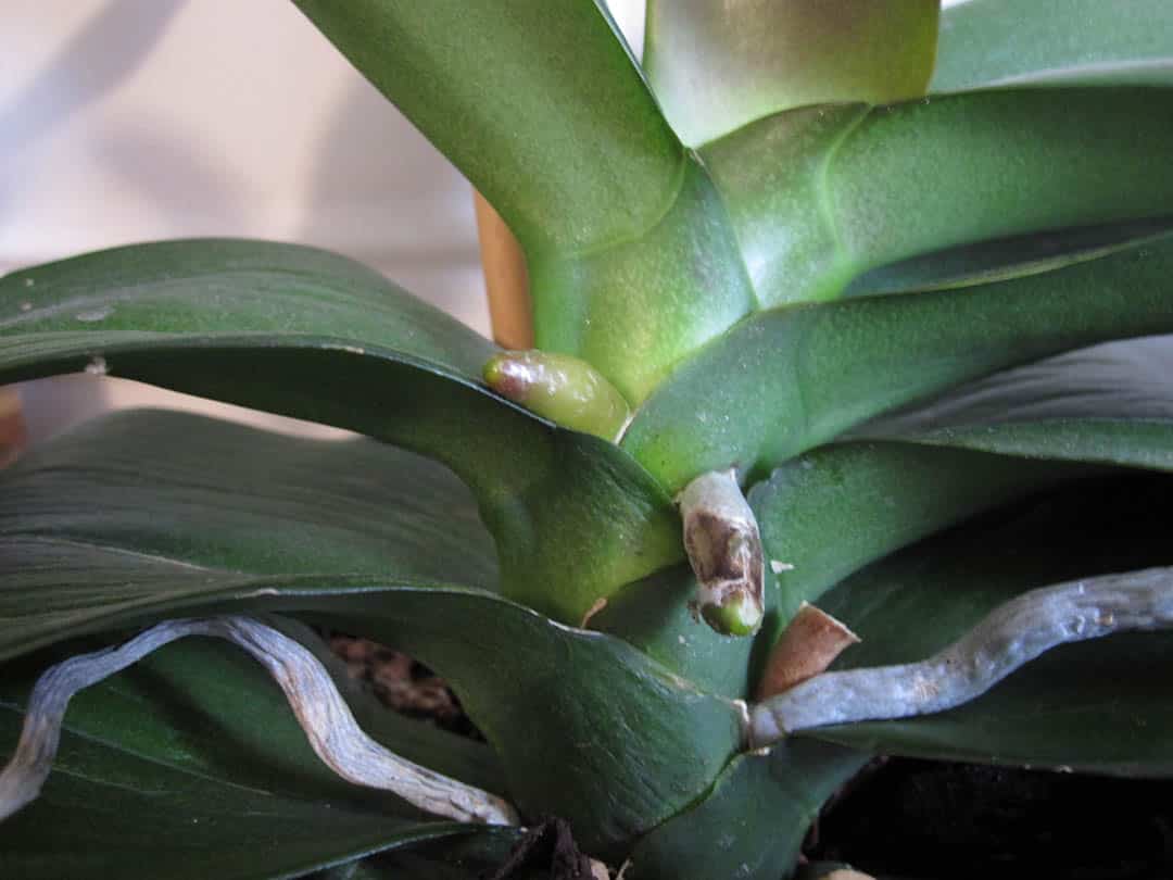 Ce geste simple peut redonner vie à votre orchidée fanée : ne la jetez plus !