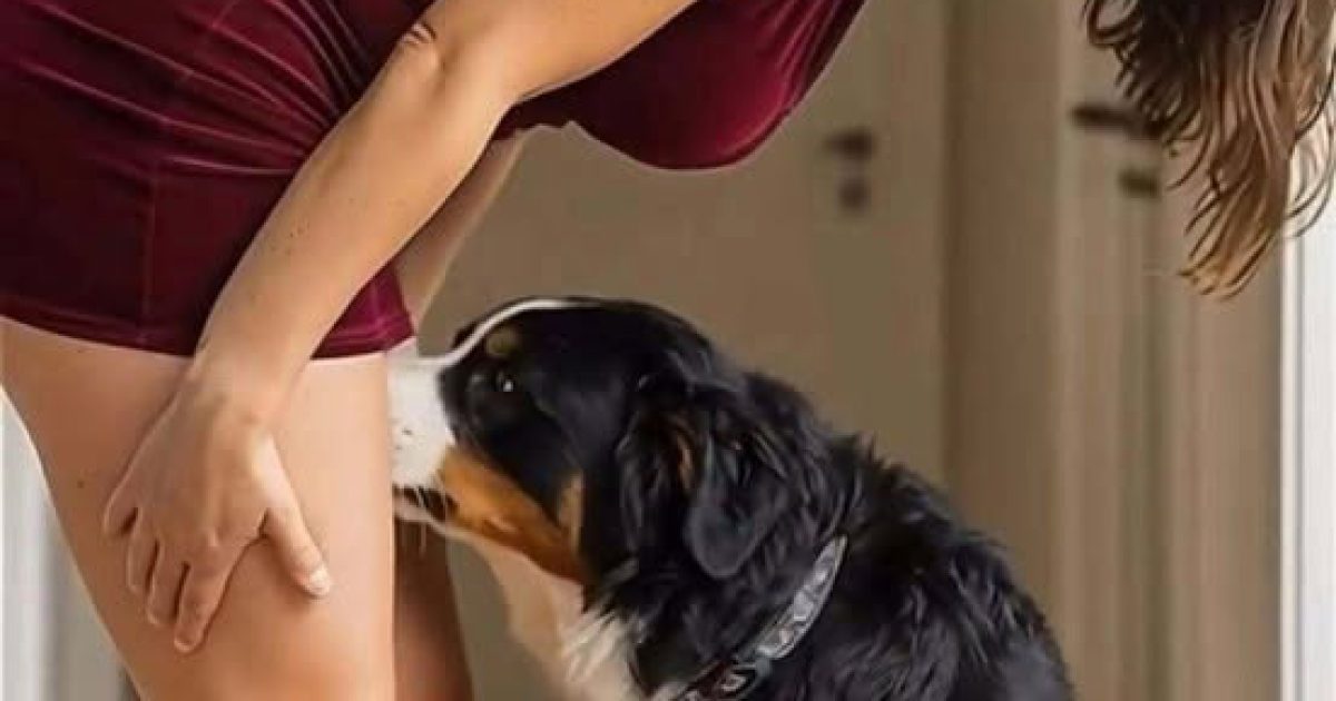 Pourquoi votre chien renifle les gens : la science surprenante derrière ce comportement