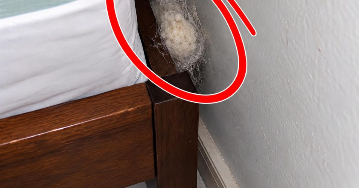 Petite boule blanche dans votre maison : comment l'identifier et s'en débarrasser sans panique