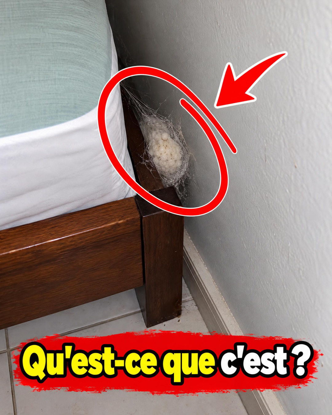 Petite boule blanche dans votre maison : comment l'identifier et s'en débarrasser sans panique