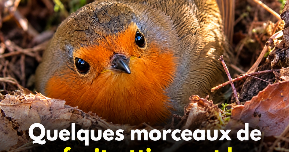 Comment attirer les rouges-gorges dans votre jardin cet hiver avec une simple pomme