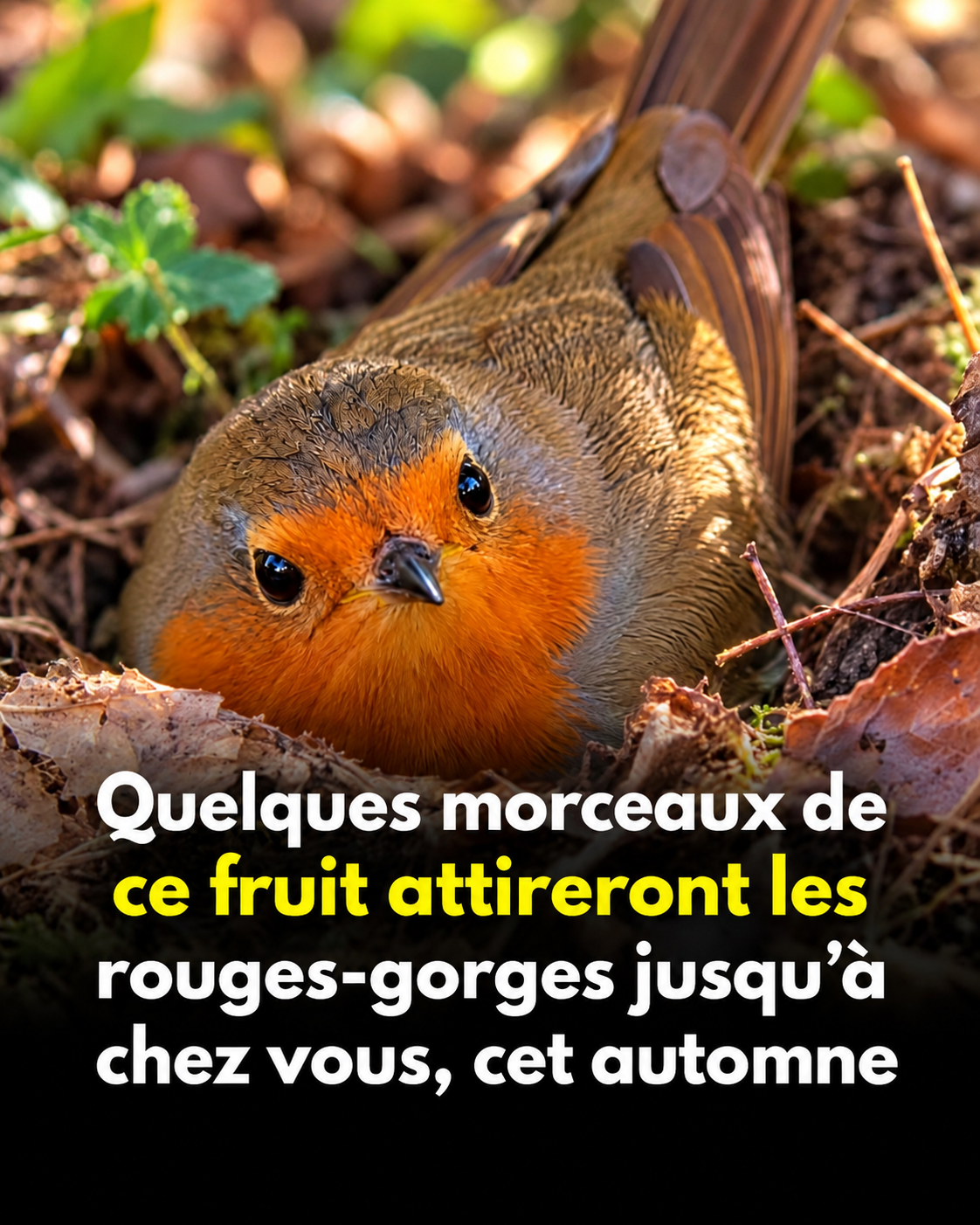 Comment attirer les rouges-gorges dans votre jardin cet hiver avec une simple pomme