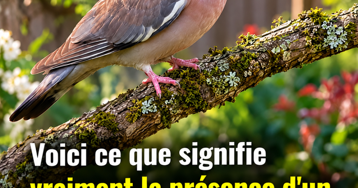 Pigeon ramier dans votre jardin : comment le reconnaître et cohabiter avec lui