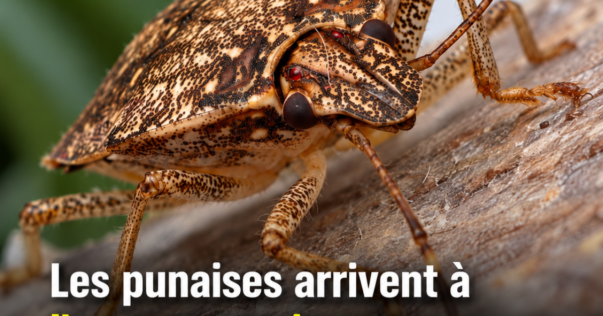 Punaises à l'automne : les bons réflexes pour protéger votre maison naturellement