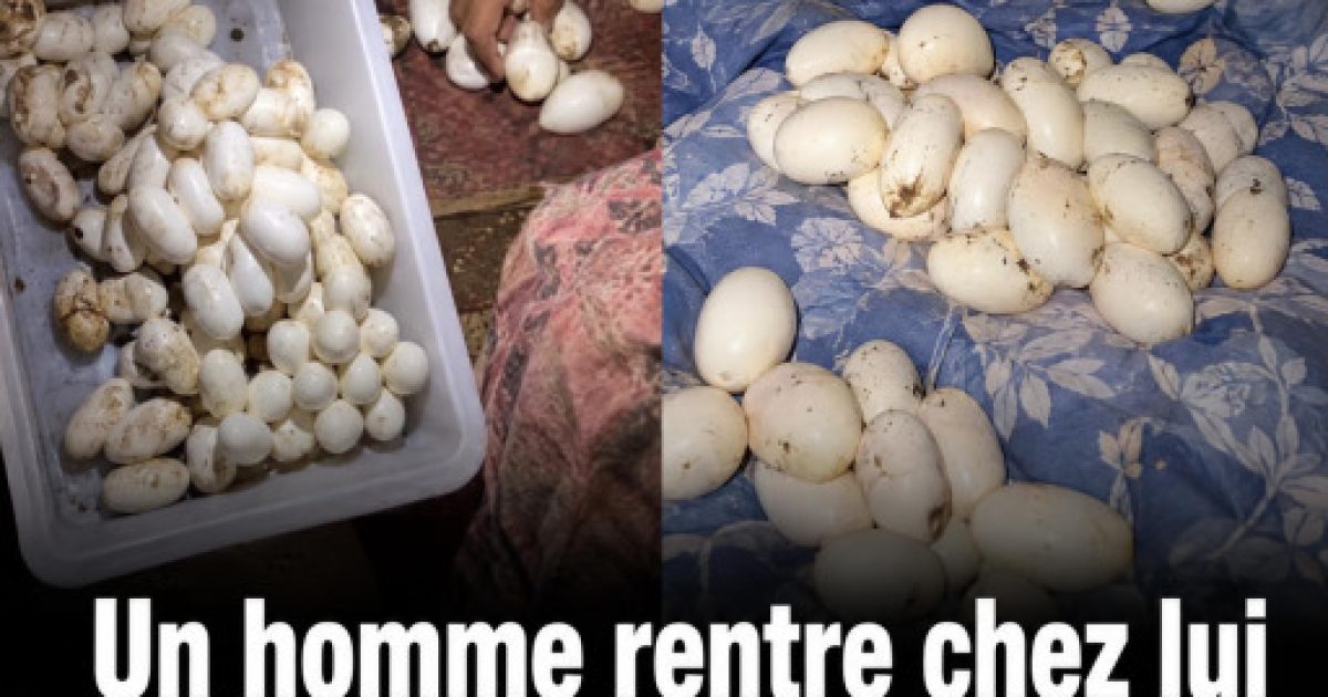 Des œufs sur votre lit après une longue absence : ce qu'il faut absolument savoir et faire