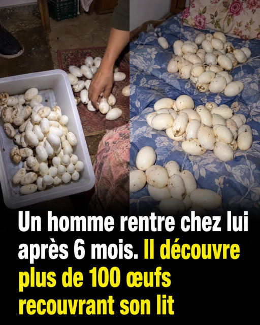 Des œufs sur votre lit après une longue absence : ce qu'il faut absolument savoir et faire