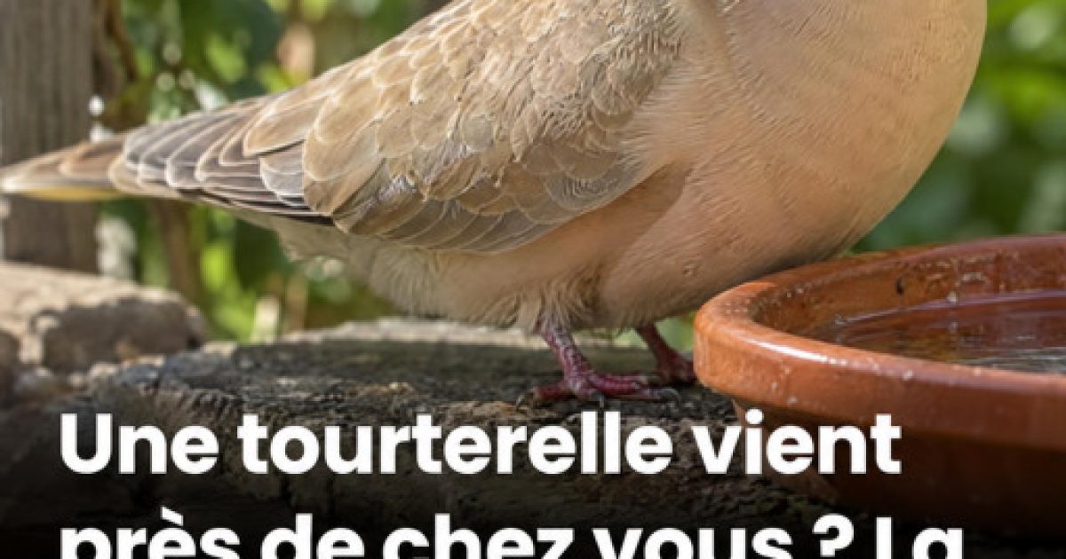 Tourterelle des bois dans votre jardin : ce que sa présence signifie vraiment