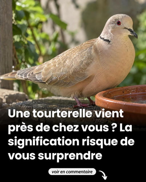 Tourterelle des bois dans votre jardin : ce que sa présence signifie vraiment