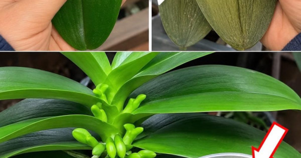 Orchidées fatiguées : la pelure de concombre, le remède naturel qui fait des miracles