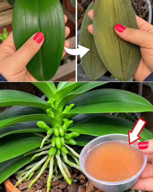 Orchidées fatiguées : la pelure de concombre, le remède naturel qui fait des miracles