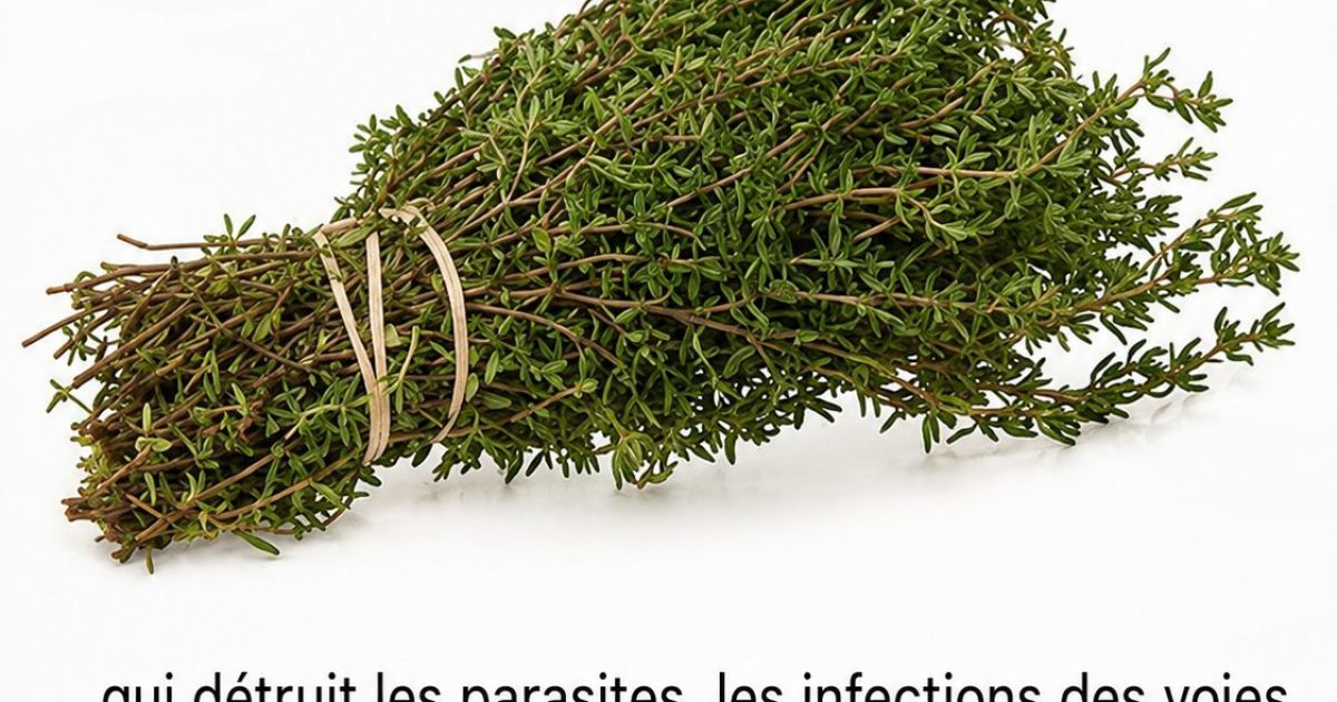 Huile d'origan et busserole : ce que la science dit vraiment de ces deux plantes