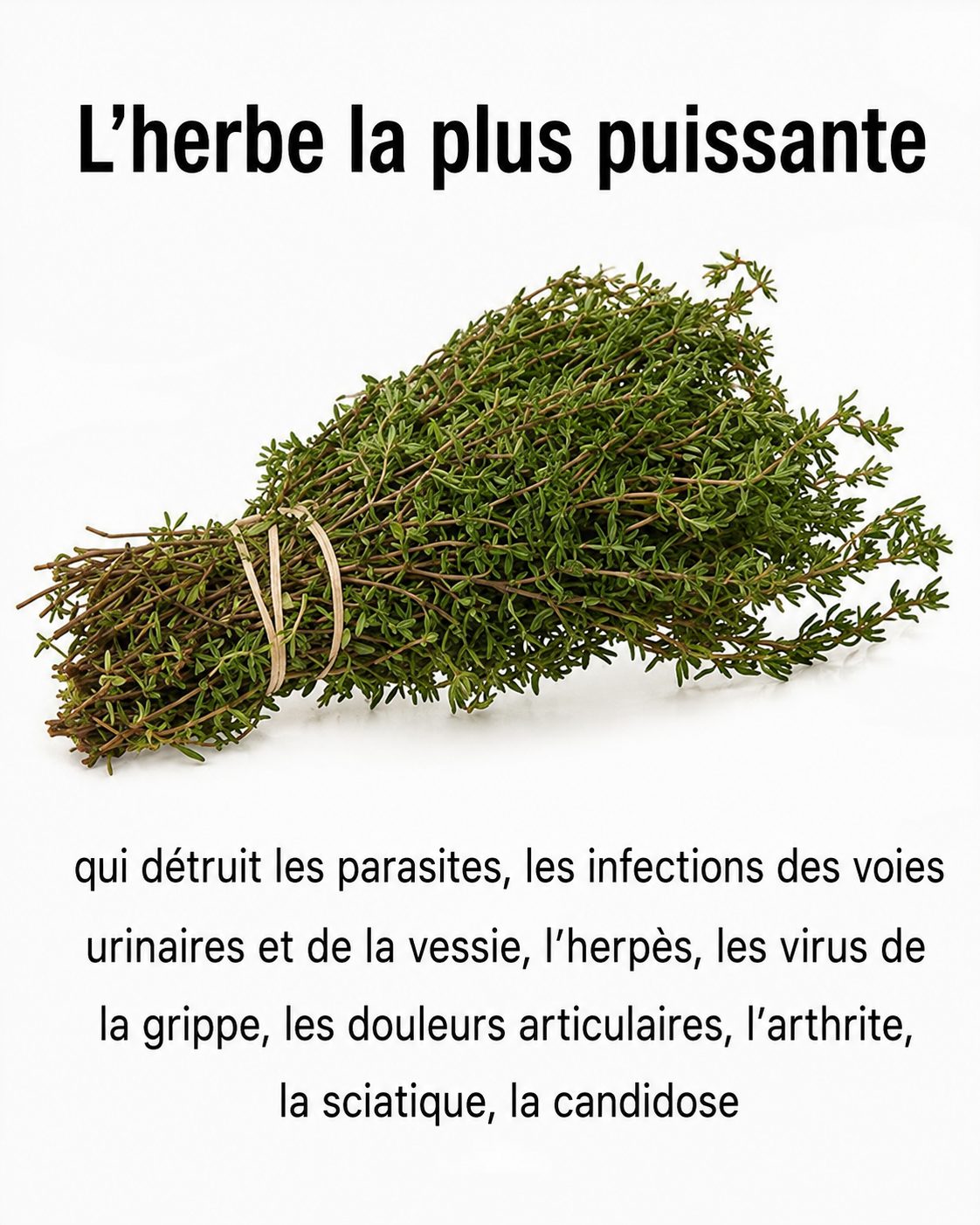 Huile d'origan et busserole : ce que la science dit vraiment de ces deux plantes