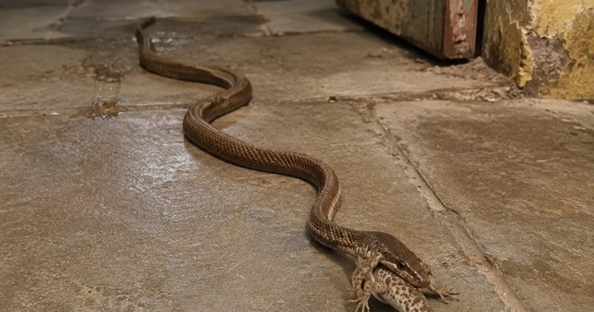 Serpent dans la maison : les bons gestes à adopter pour rester en sécurité
