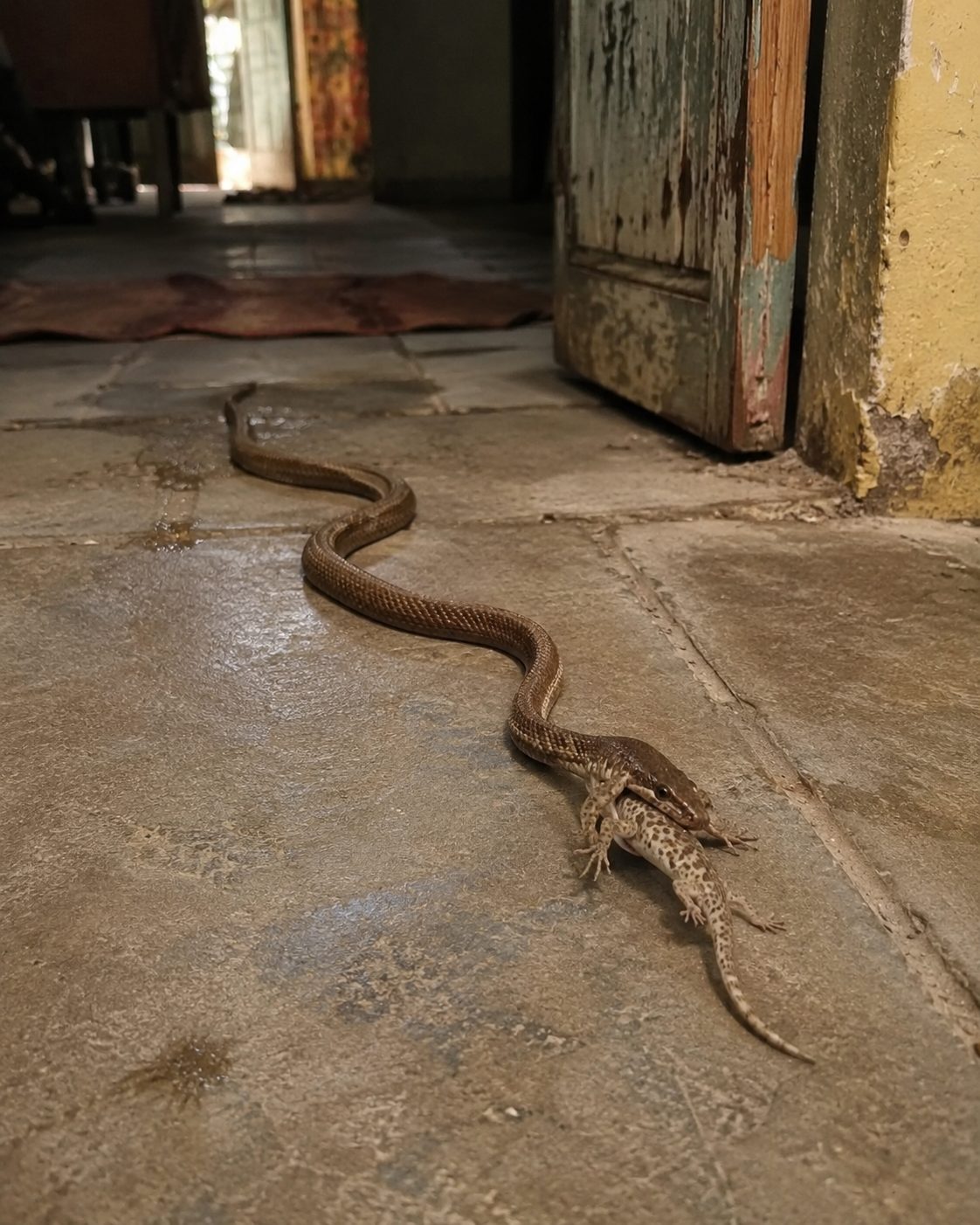 Serpent dans la maison : les bons gestes à adopter pour rester en sécurité