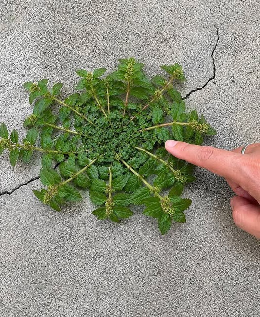 Euphorbia hirta : cette herbe sauvage que les médecines traditionnelles du monde entier s'arrachent