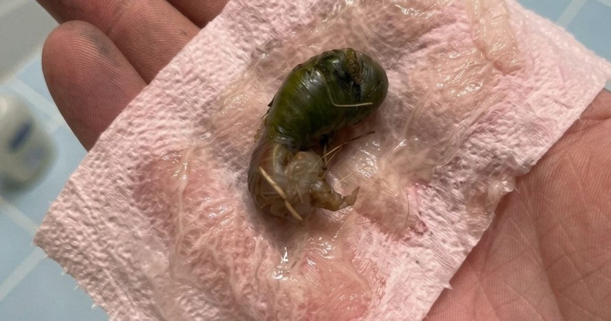 Cette étrange bille verte retrouvée dans la salle de bain a semé la panique — et la réponse est bien plus simple qu'on ne le croit