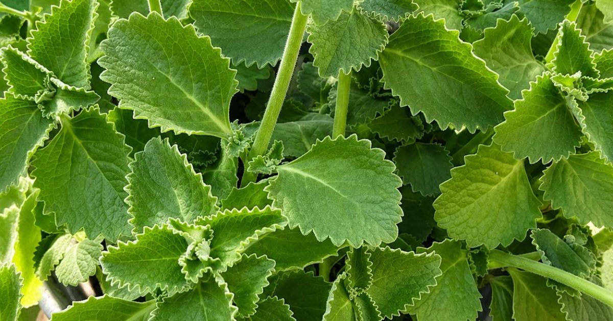 Origan : les vertus santé surprenantes de cette herbe aromatique du quotidien