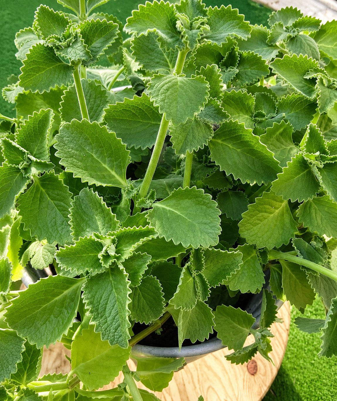 Origan : les vertus santé surprenantes de cette herbe aromatique du quotidien
