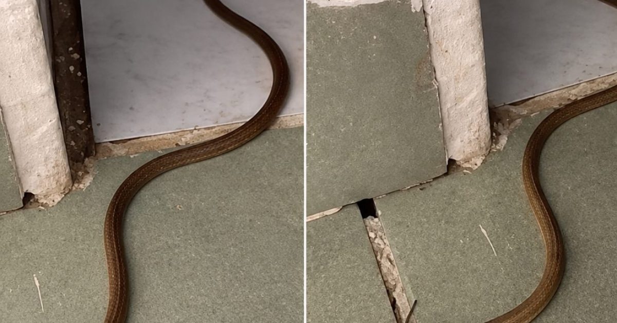 Serpent dans la maison : les bons réflexes à adopter sans paniquer